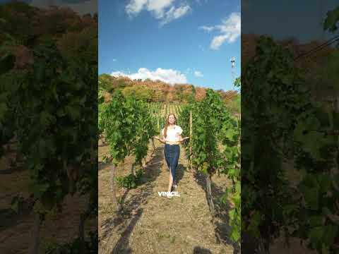 Vinica s novostavbou rekreačného domu, Viničky, Zajačí skok
